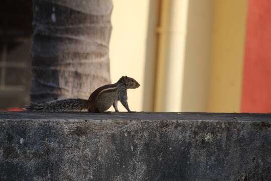 Image of Jungle Palm Squirrel