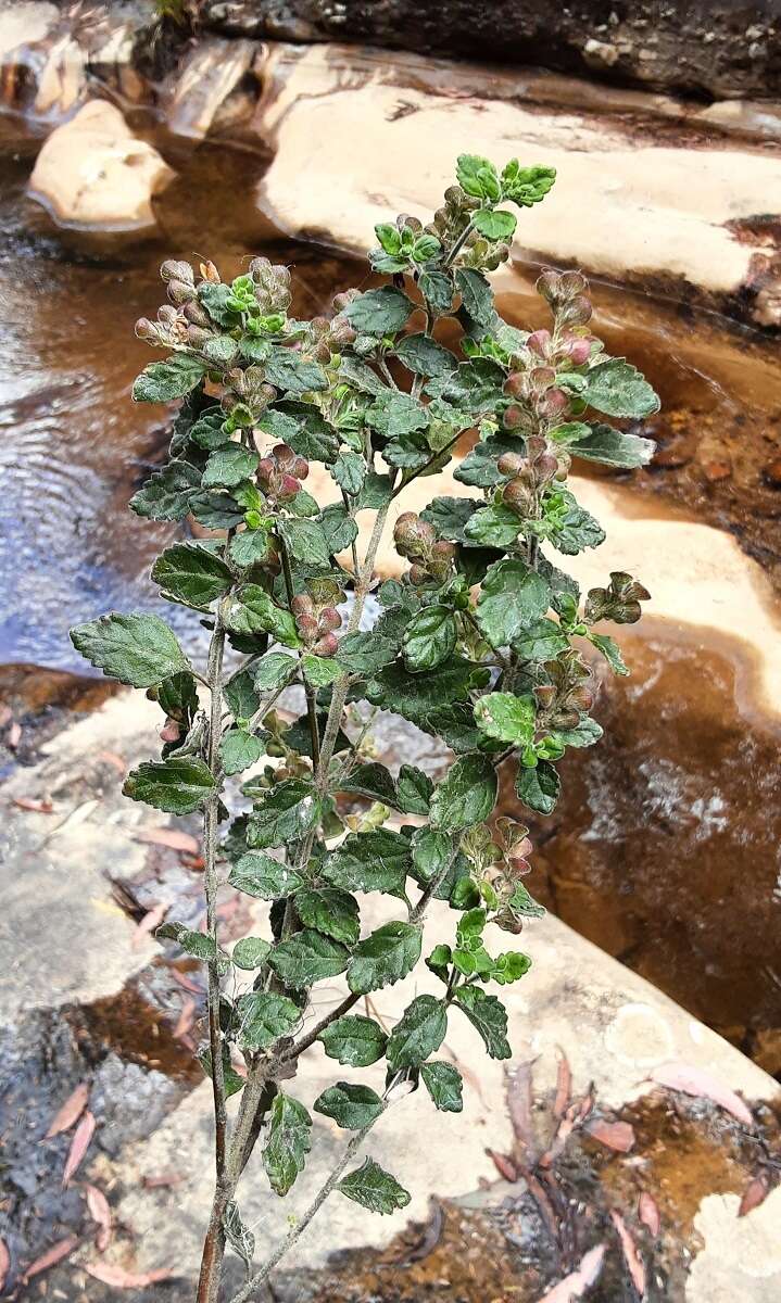 Image of Prostanthera incana A. Cunn. ex Benth.