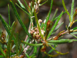 Image of Grevillea micrantha Meissn.