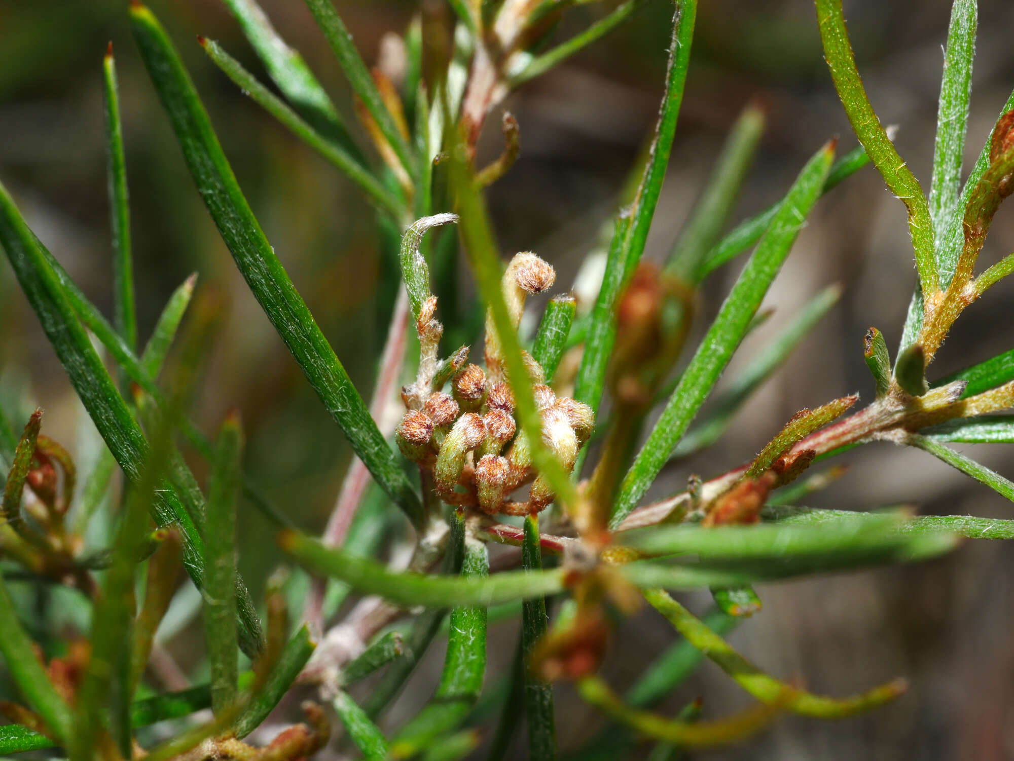 Image of Grevillea micrantha Meissn.