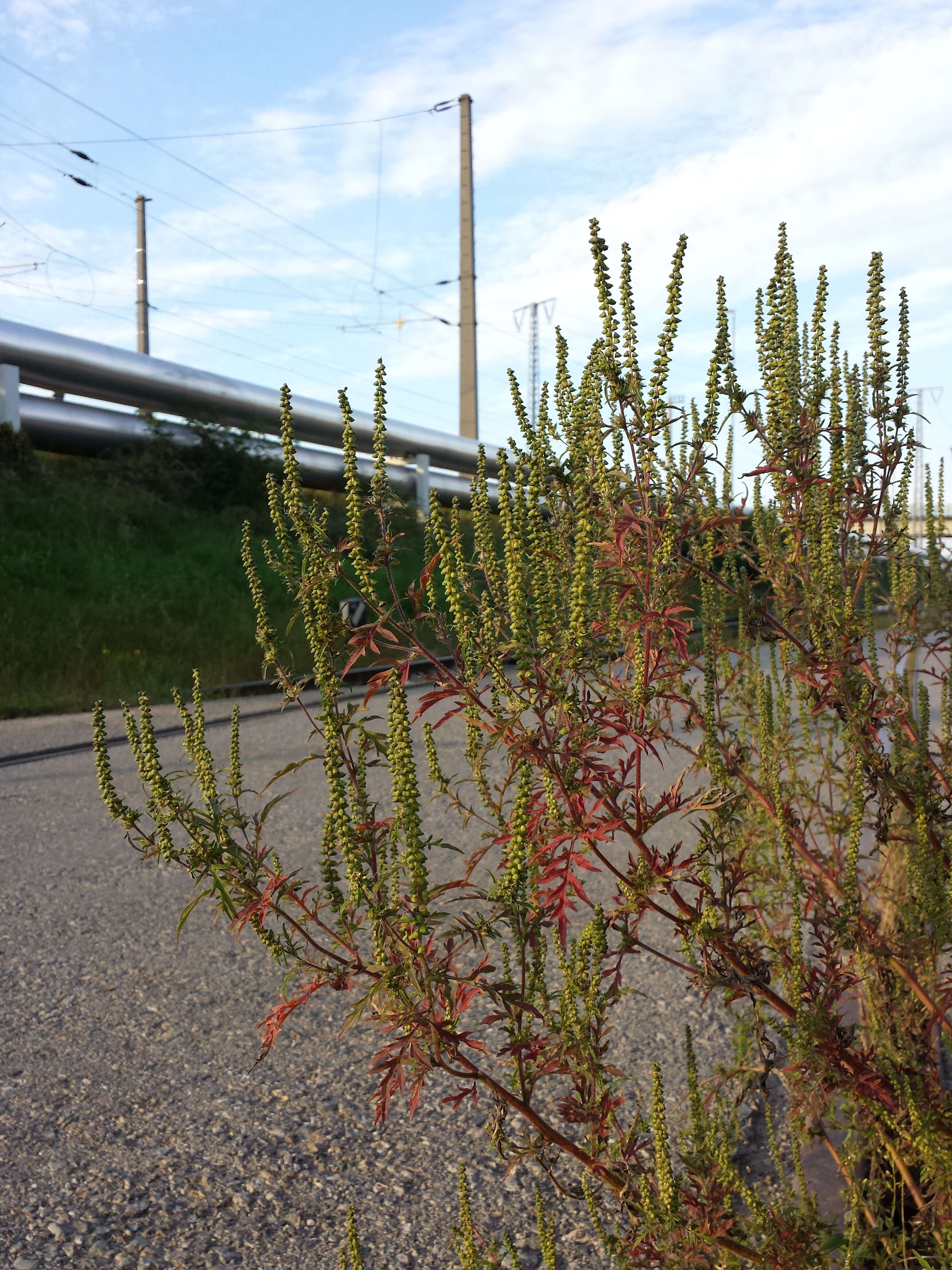 Image of annual ragweed