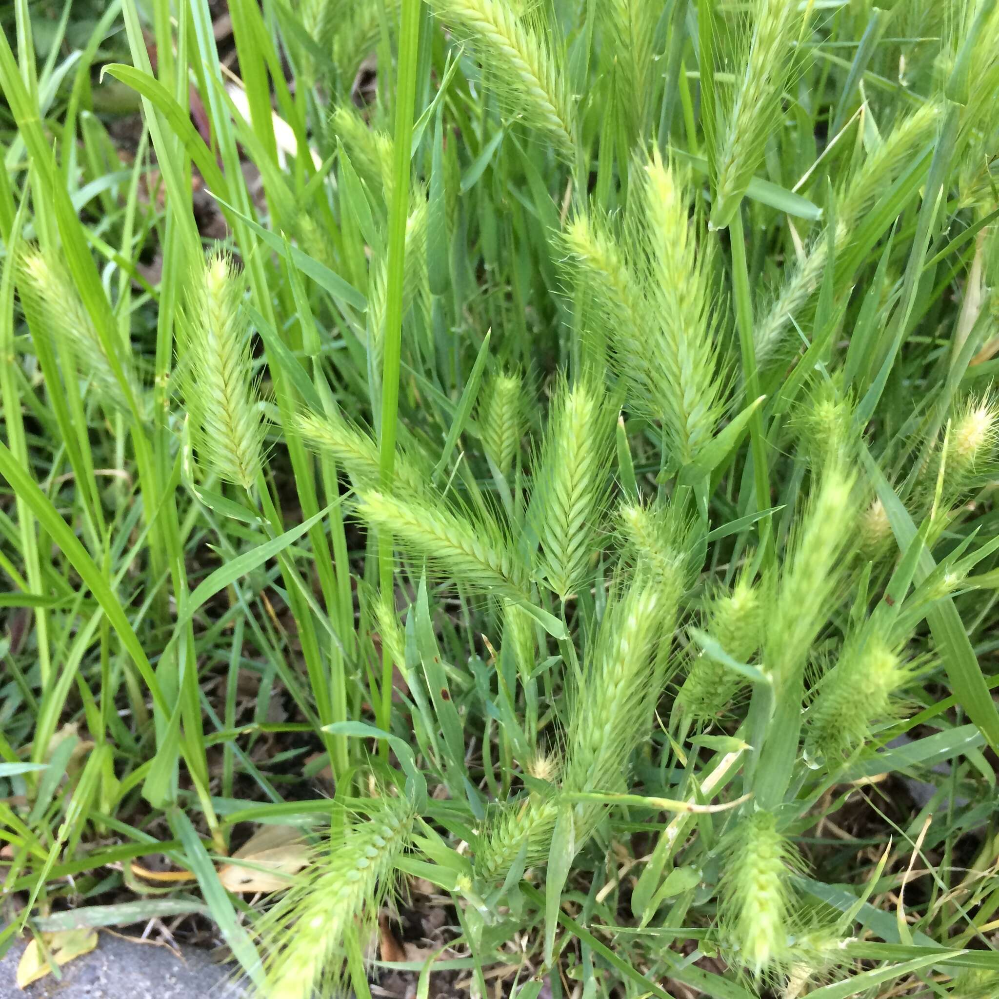 Image of hare barley