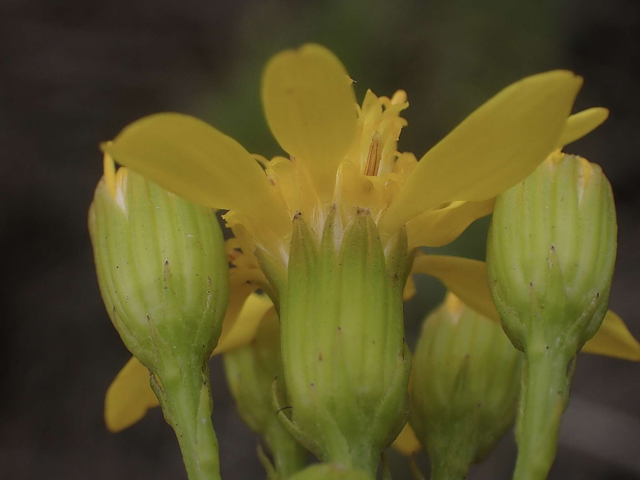 Image of dune ragwort