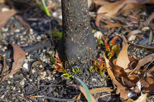 Image of Elaeocarpus reticulatus Sm.