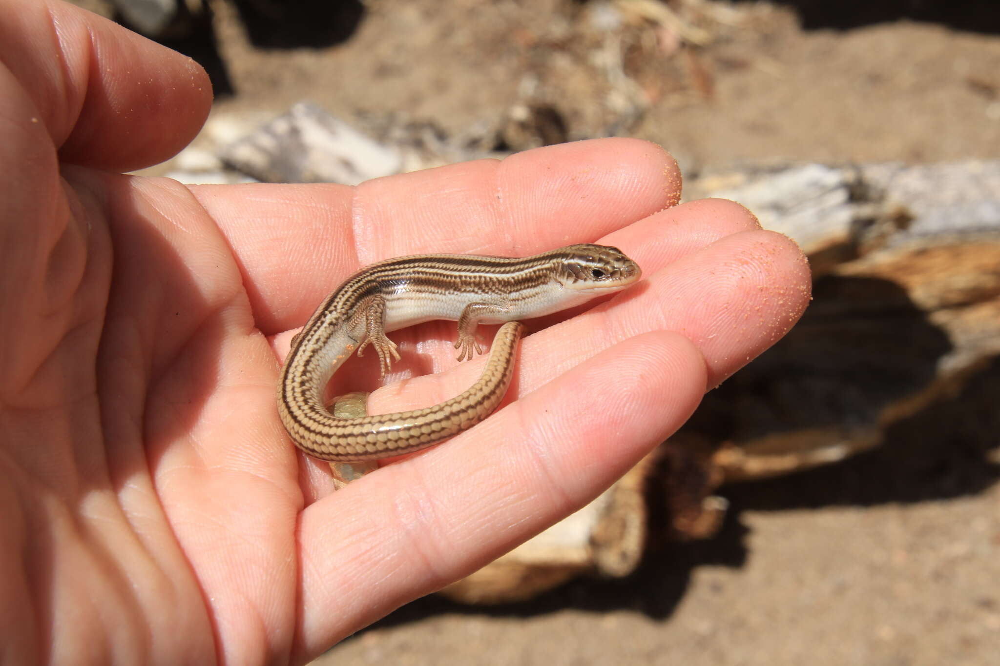 Image de Plestiodon multivirgatus multivirgatus Hallowell 1857