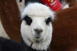 Image of Alpaca