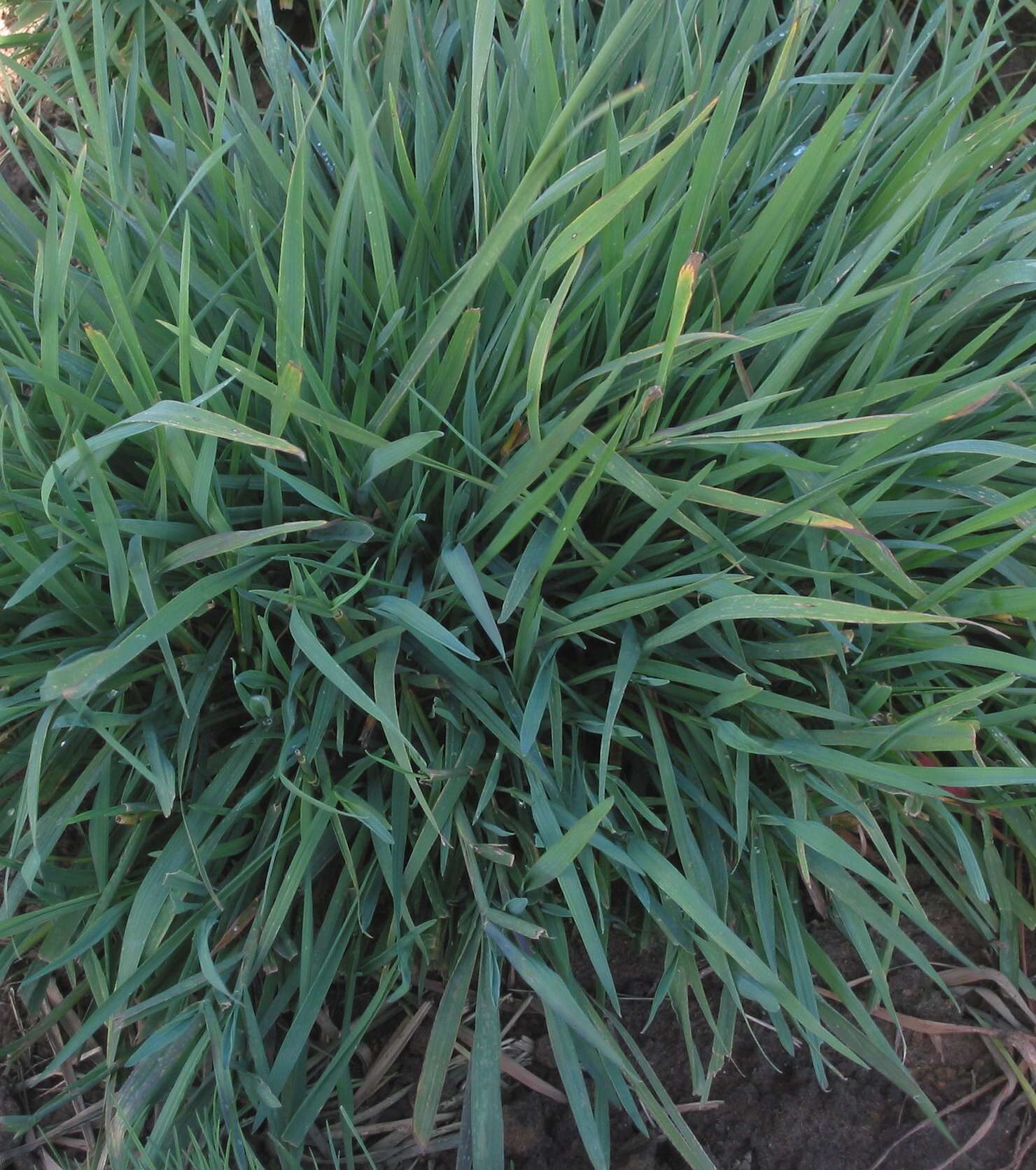 Imagem de Agrostis gigantea Roth