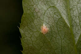 Слика од Puccinia graminis Pers. 1794