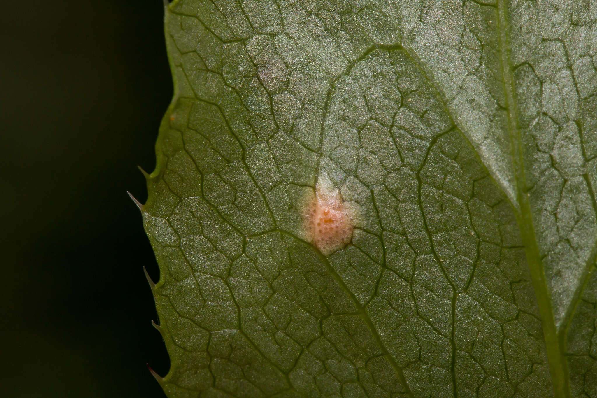 Слика од Puccinia graminis Pers. 1794