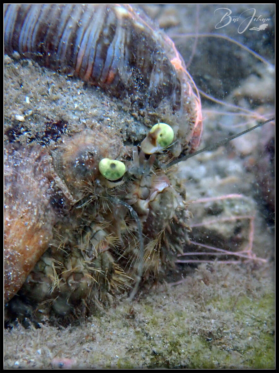 Image of pale anemone hermit crab