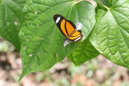 Image of Heliconiini