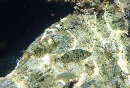Image of Marbled Spinefoot