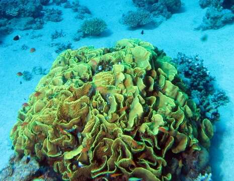 Image of Yellow scroll coral