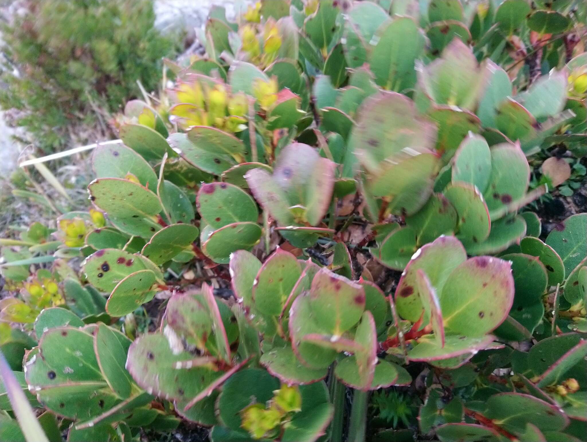 Image of Eucalyptus vernicosa Hook. fil.