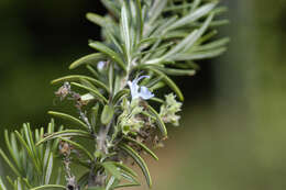 Imagem de Salvia rosmarinus Schleid.