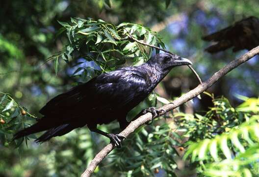 Imagem de Corvus rhipidurus Hartert 1918