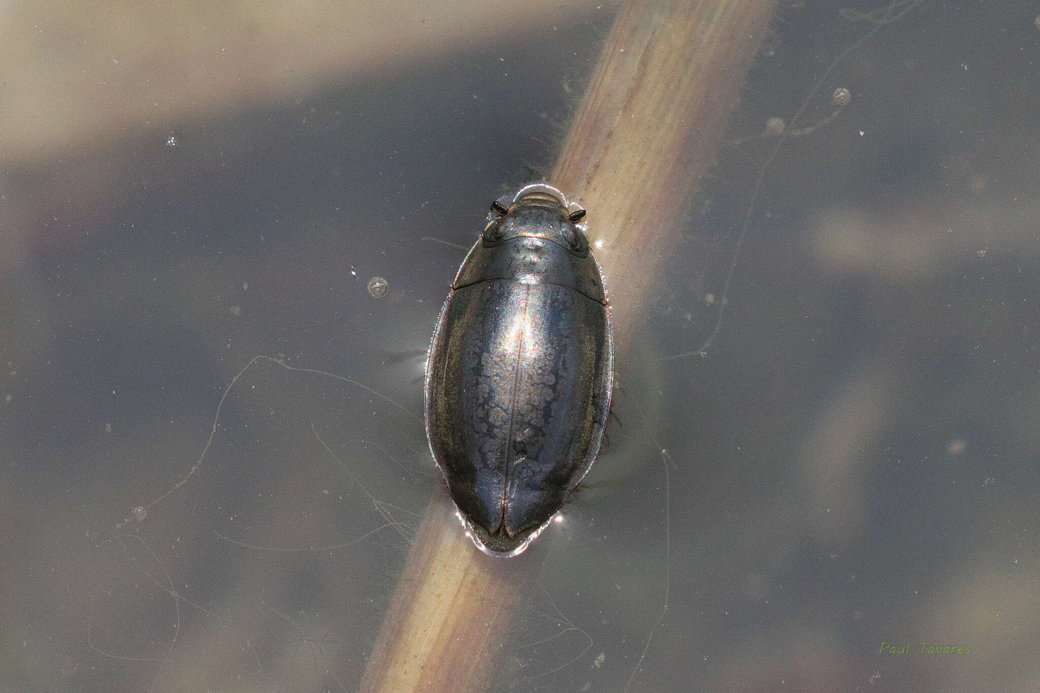 Image of Dineutus hornii Roberts 1895