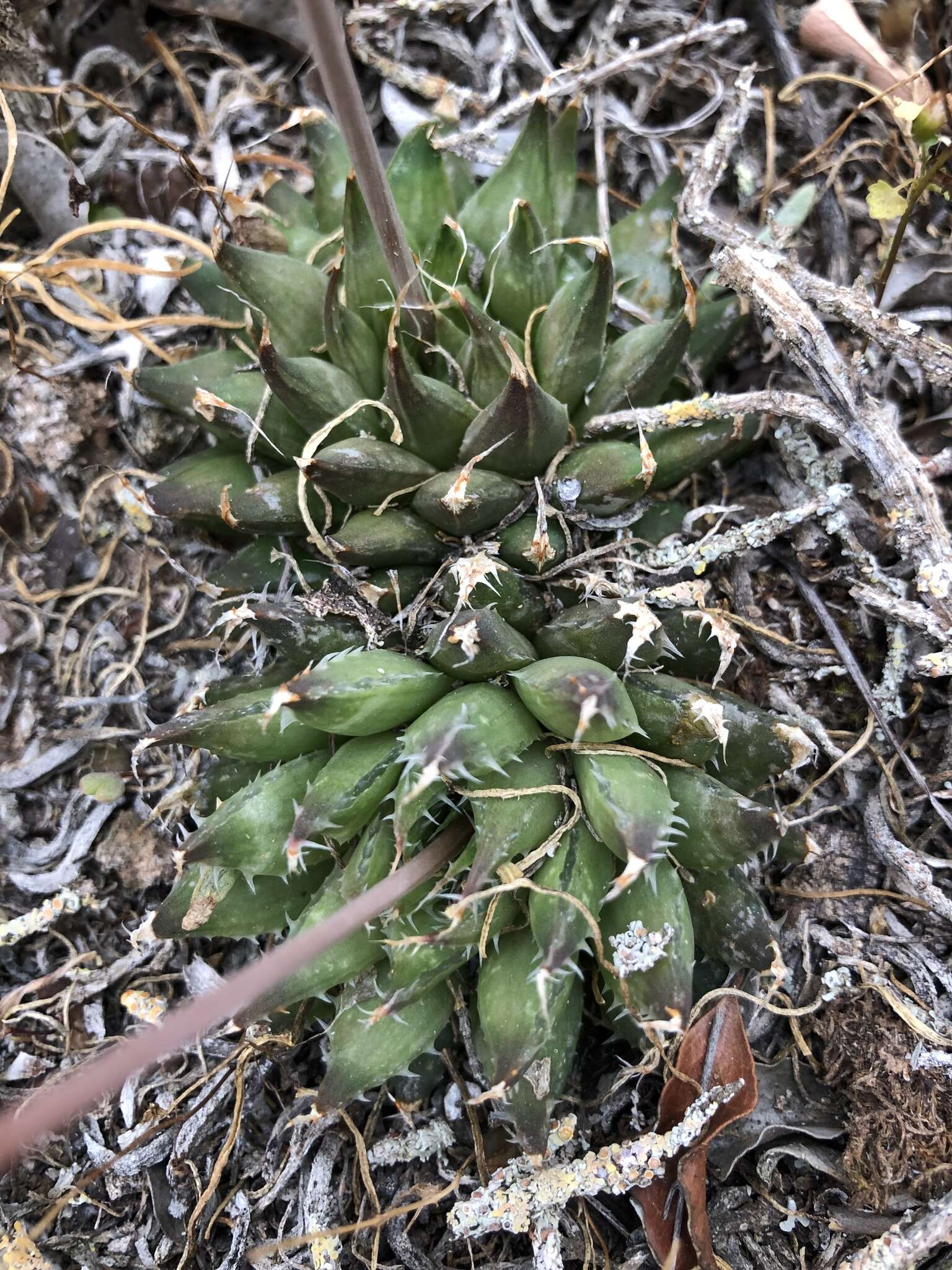 Слика од Haworthia arachnoidea var. nigricans (Haw.) M. B. Bayer