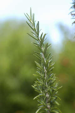 Imagem de Salvia rosmarinus Schleid.