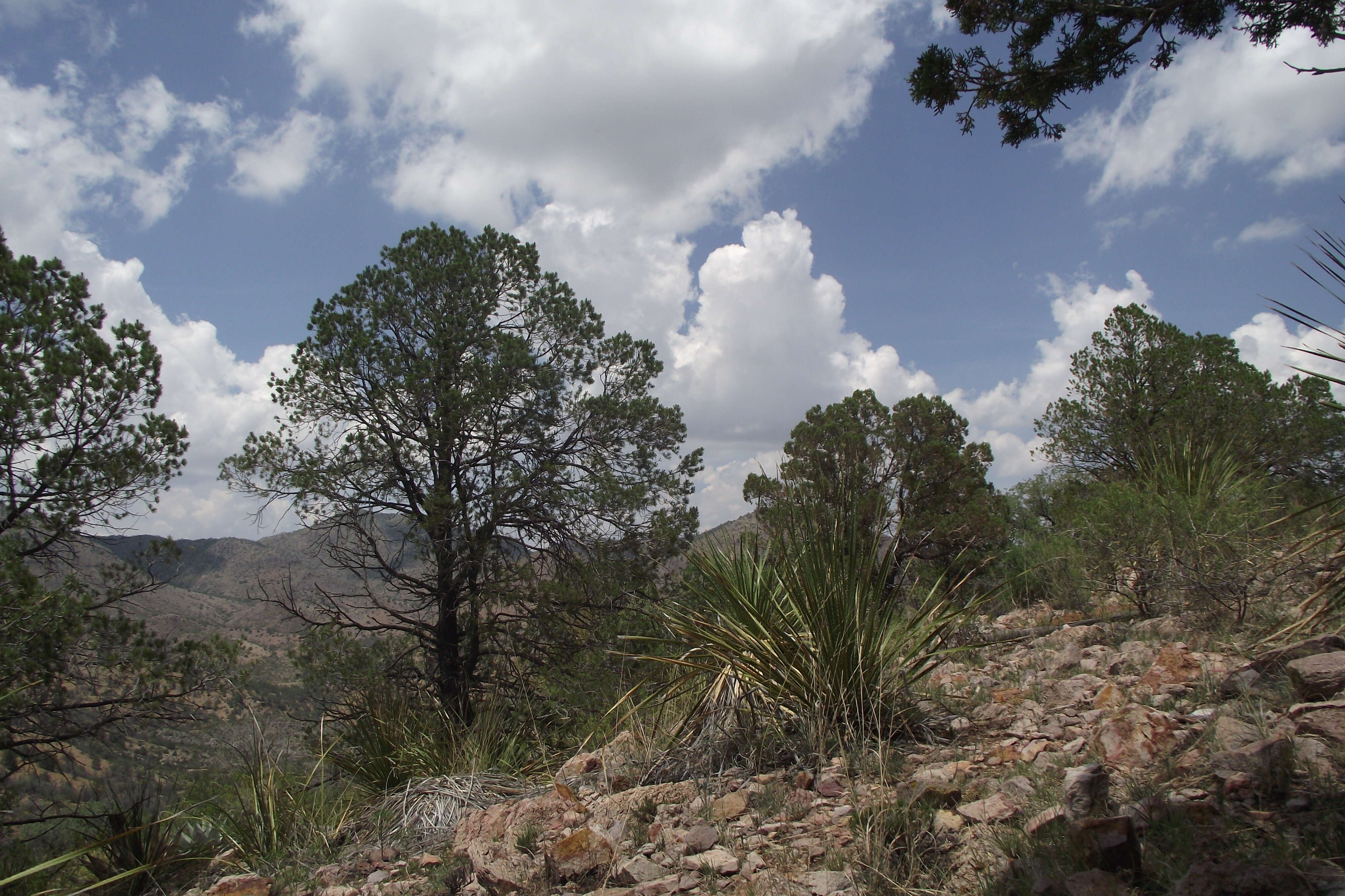 صورة Pinus remota (Little) D. K. Bailey & Hawksw.