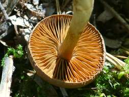 Image of Cortinarius cinnamomeus (L.) Gray 1821