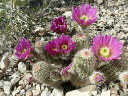 Image of pinkflower hedgehog cactus
