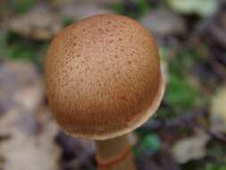 Image of Cortinarius armillatus (Fr.) Fr. 1838