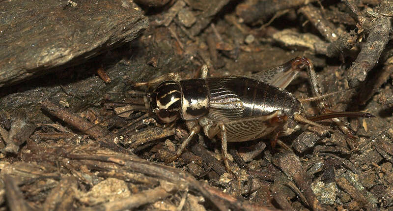 Image of Eugryllodes pipiens (Dufour 1820)