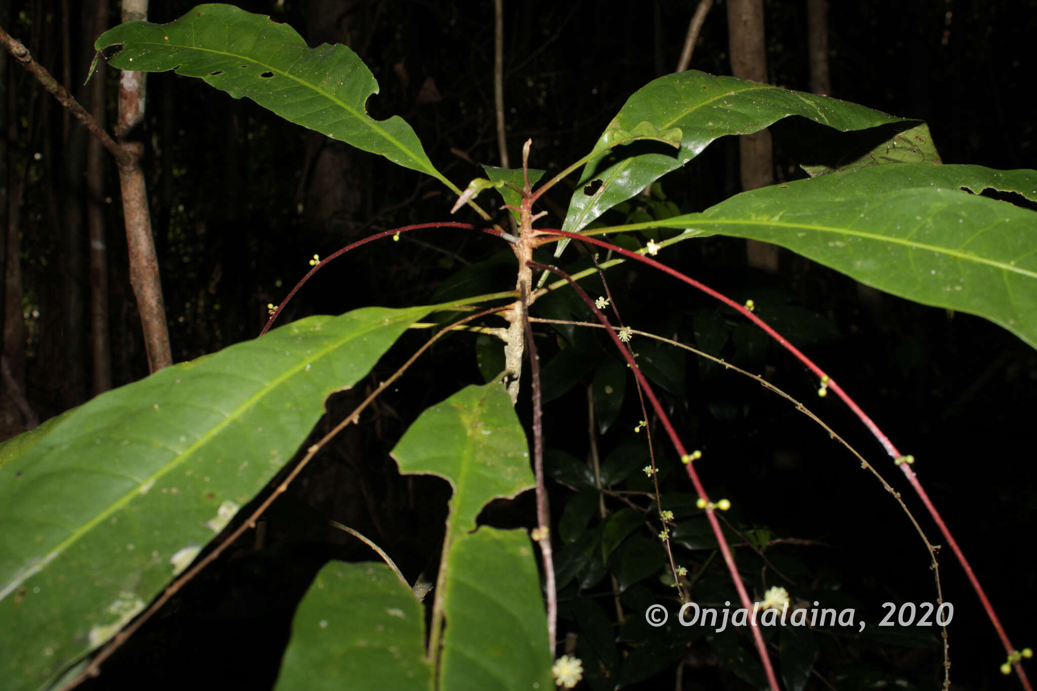 Imagem de Argomuellera pumila McPherson