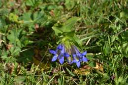 Image of crested gentian