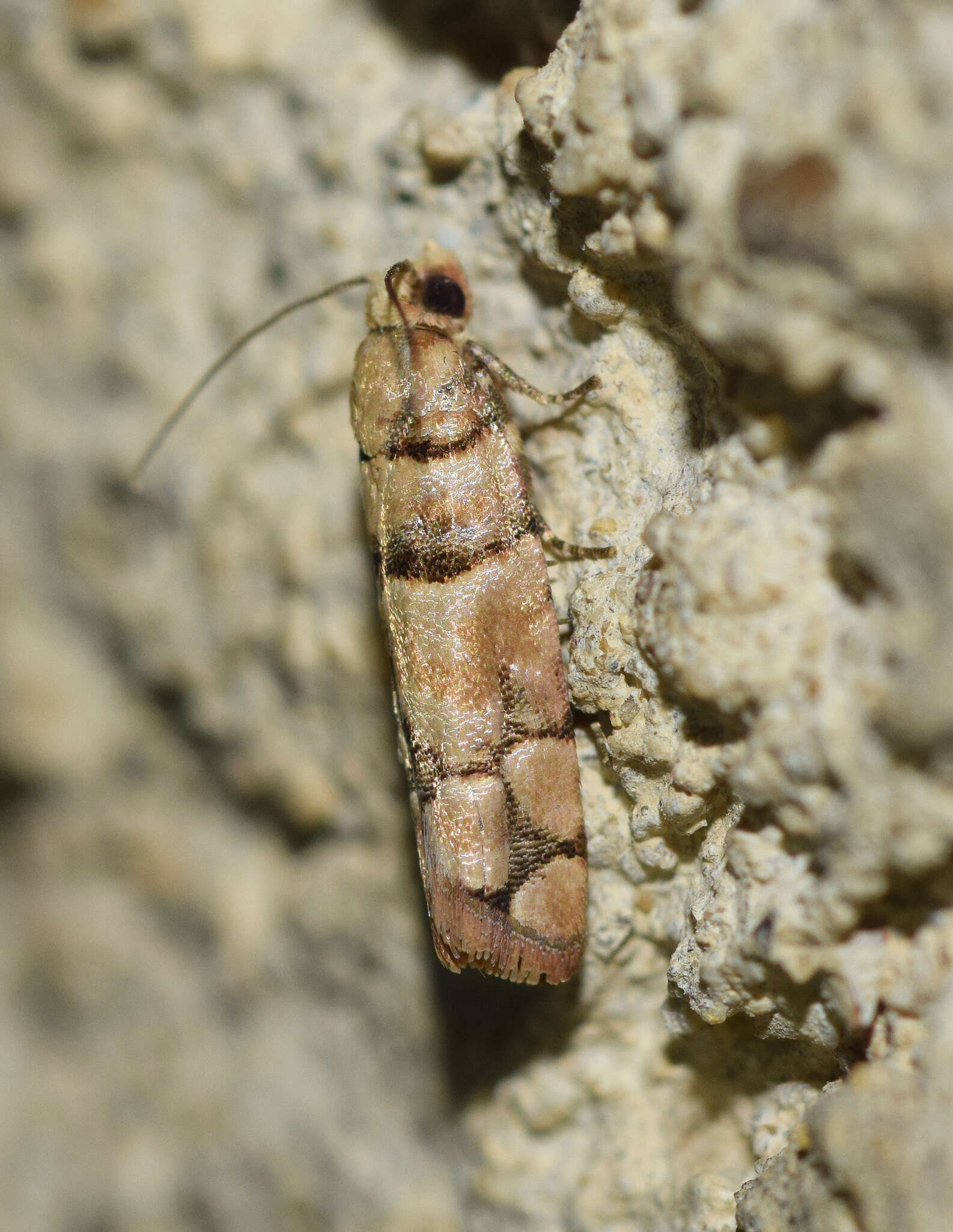 Image of Blastesthia tessulatana