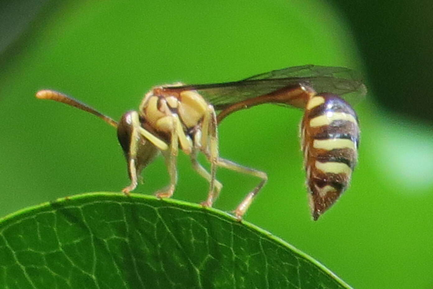 صورة Liostenogaster variapicta (Rohwer 1919)