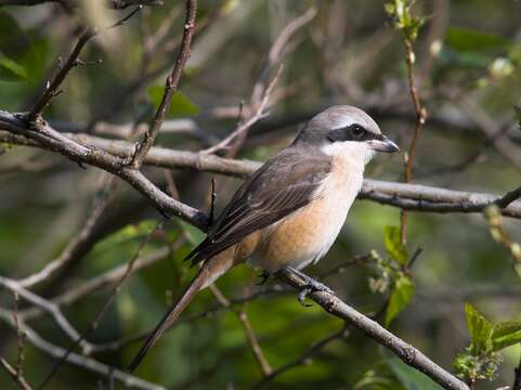 Image of Brown Shrike