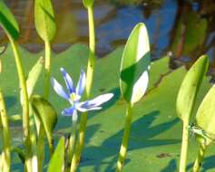 Heteranthera limosa (Sw.) Willd. resmi