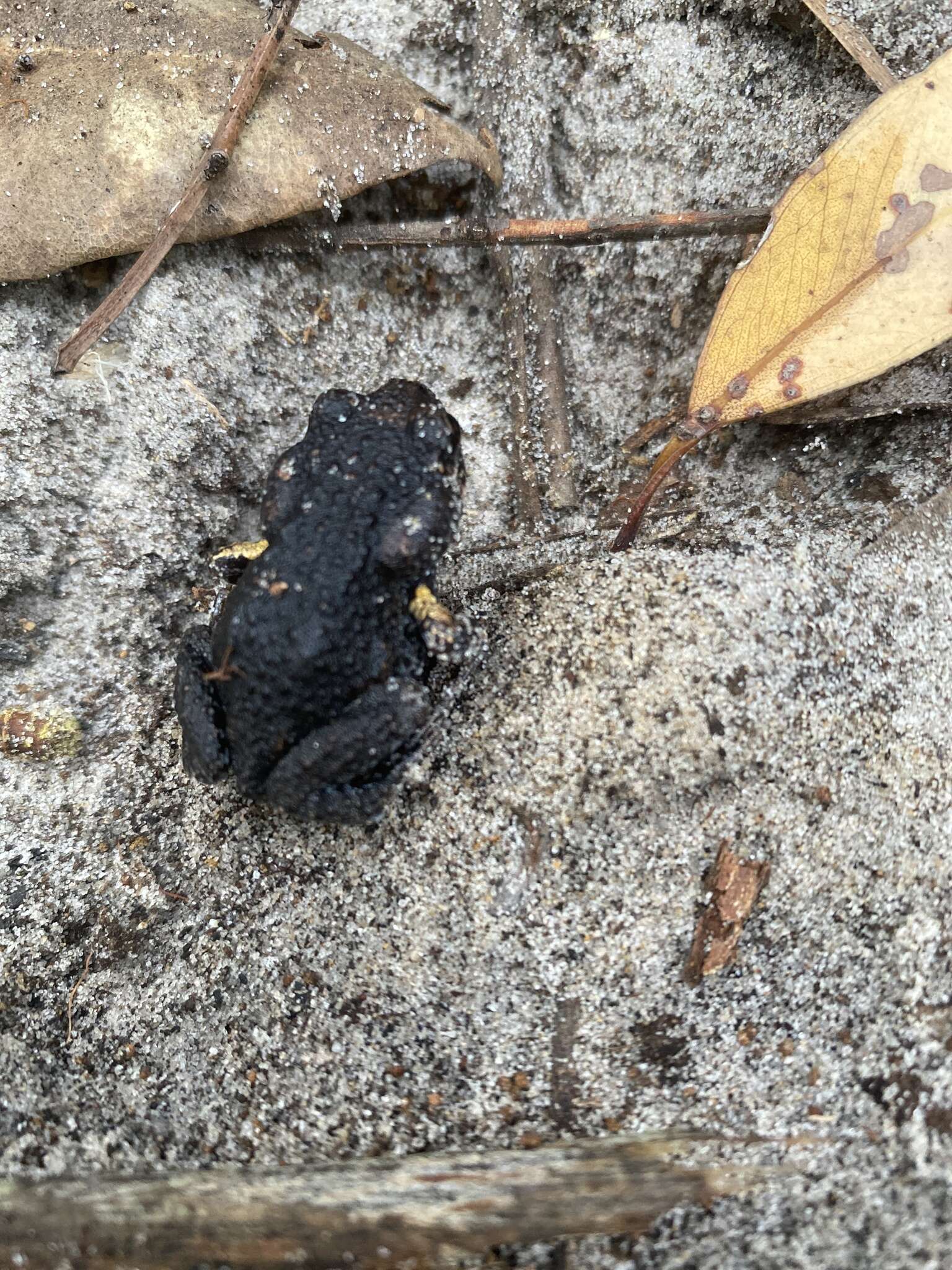 Image of Tyler’s Toadlet