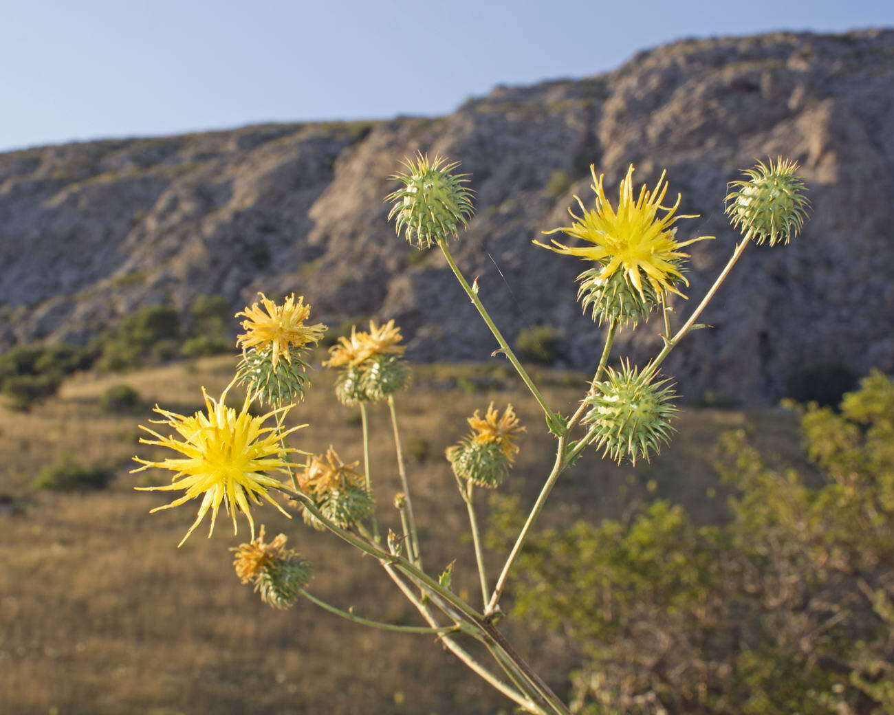 Image of Arctium karatavicum (Regel & Schmalh.) Kuntze