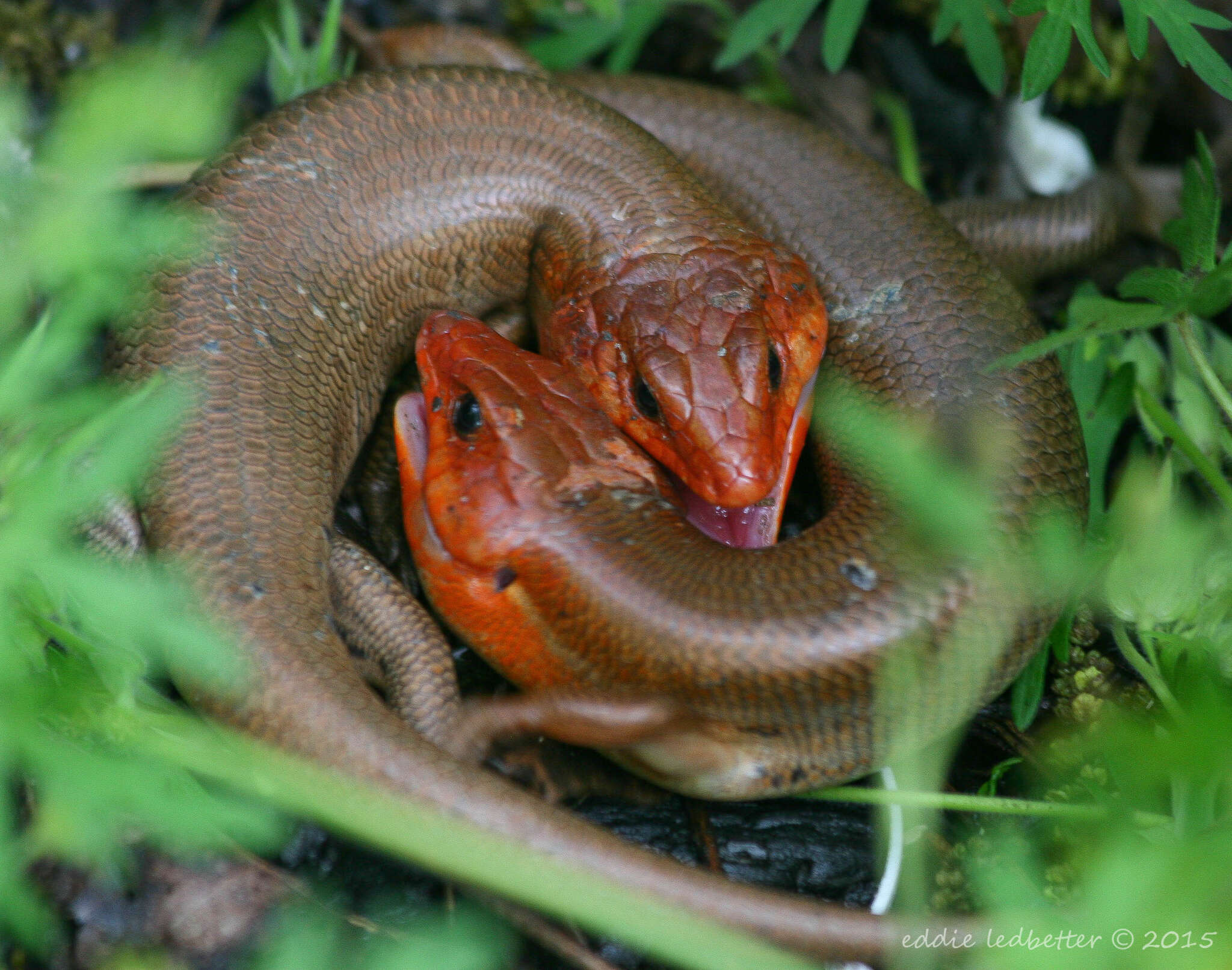 Слика од Plestiodon laticeps (Schneider 1801)