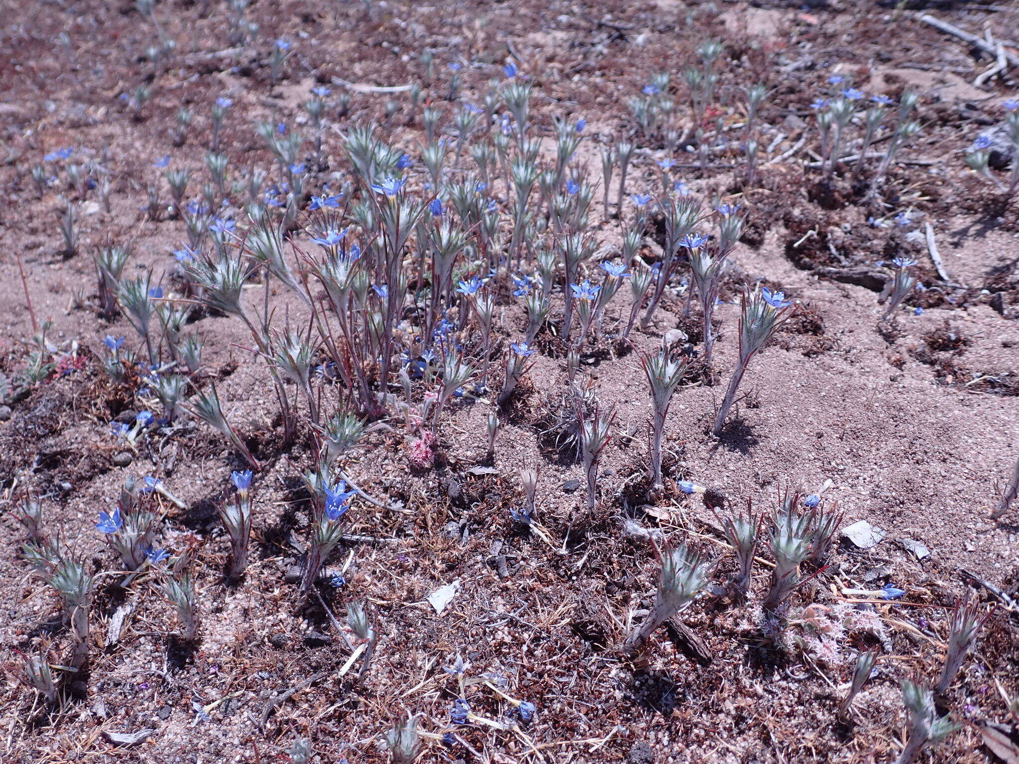 Imagem de Eriastrum virgatum (Benth.) Mason