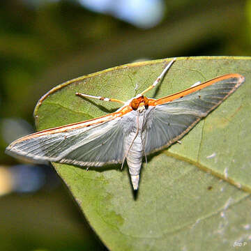 Image of Four-spotted Palpita