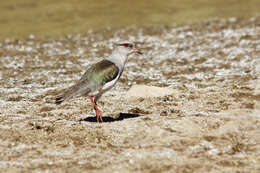 Image of Andean Lapwing