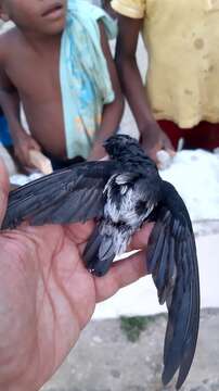 Image of Sao Tome Spinetail