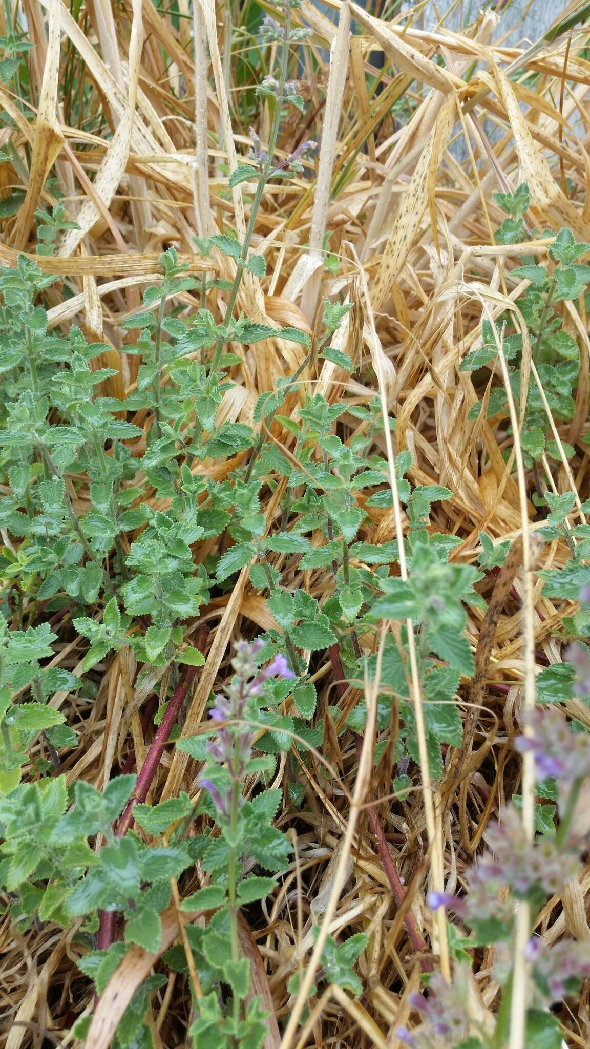 Image of Nepeta racemosa subsp. racemosa