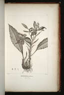 Image of Stanhopea jenischiana F. Kramer ex Rchb. fil.