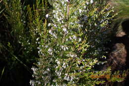 Image of Erica fuscescens (Klotzsch) E. G. H. Oliver