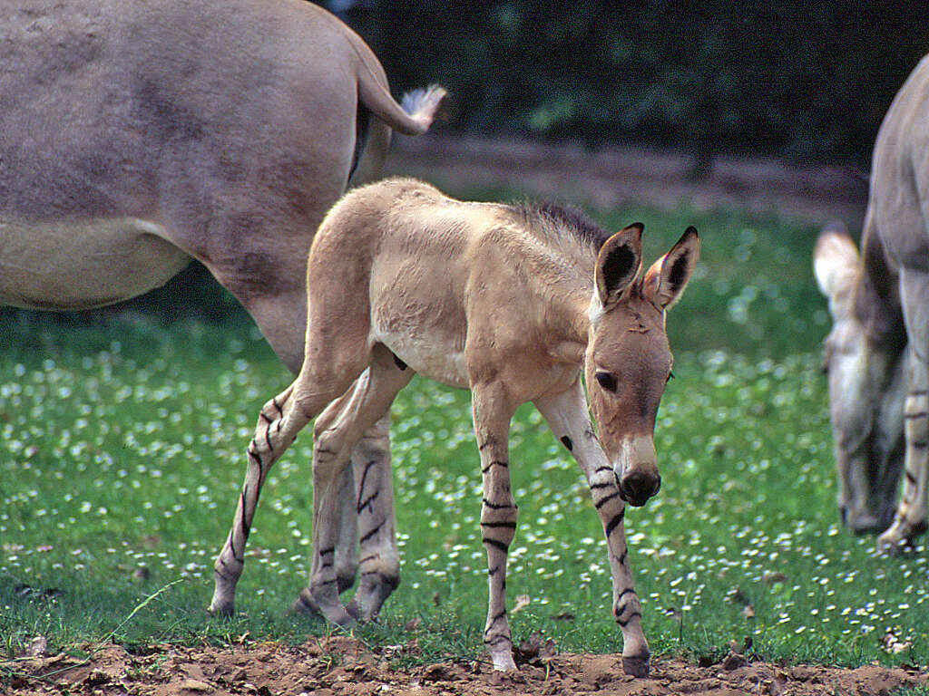 Image of African Ass