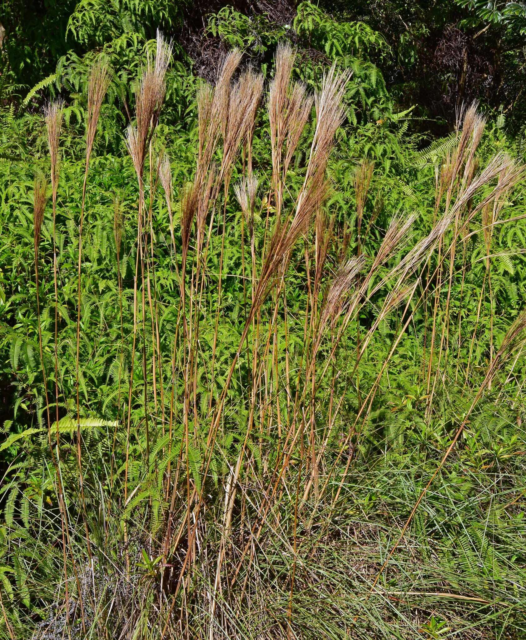 Sivun Andropogon bicornis L. kuva