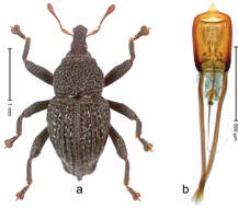 Image of Trigonopterus gedensis Riedel 2014