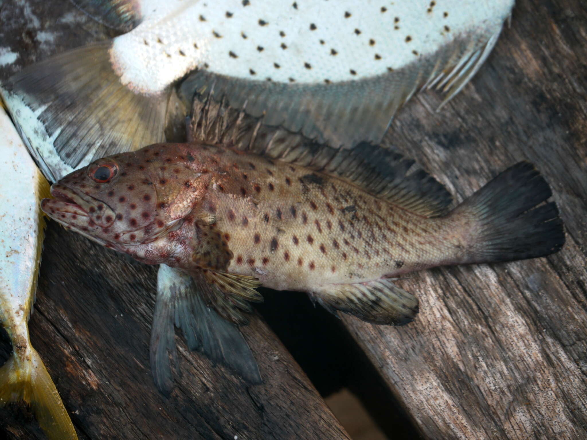 Epinephelus longispinis (Kner 1864) resmi