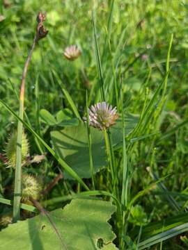 Image of Trifolium fragiferum subsp. bonannii (C. Presl) Sojak