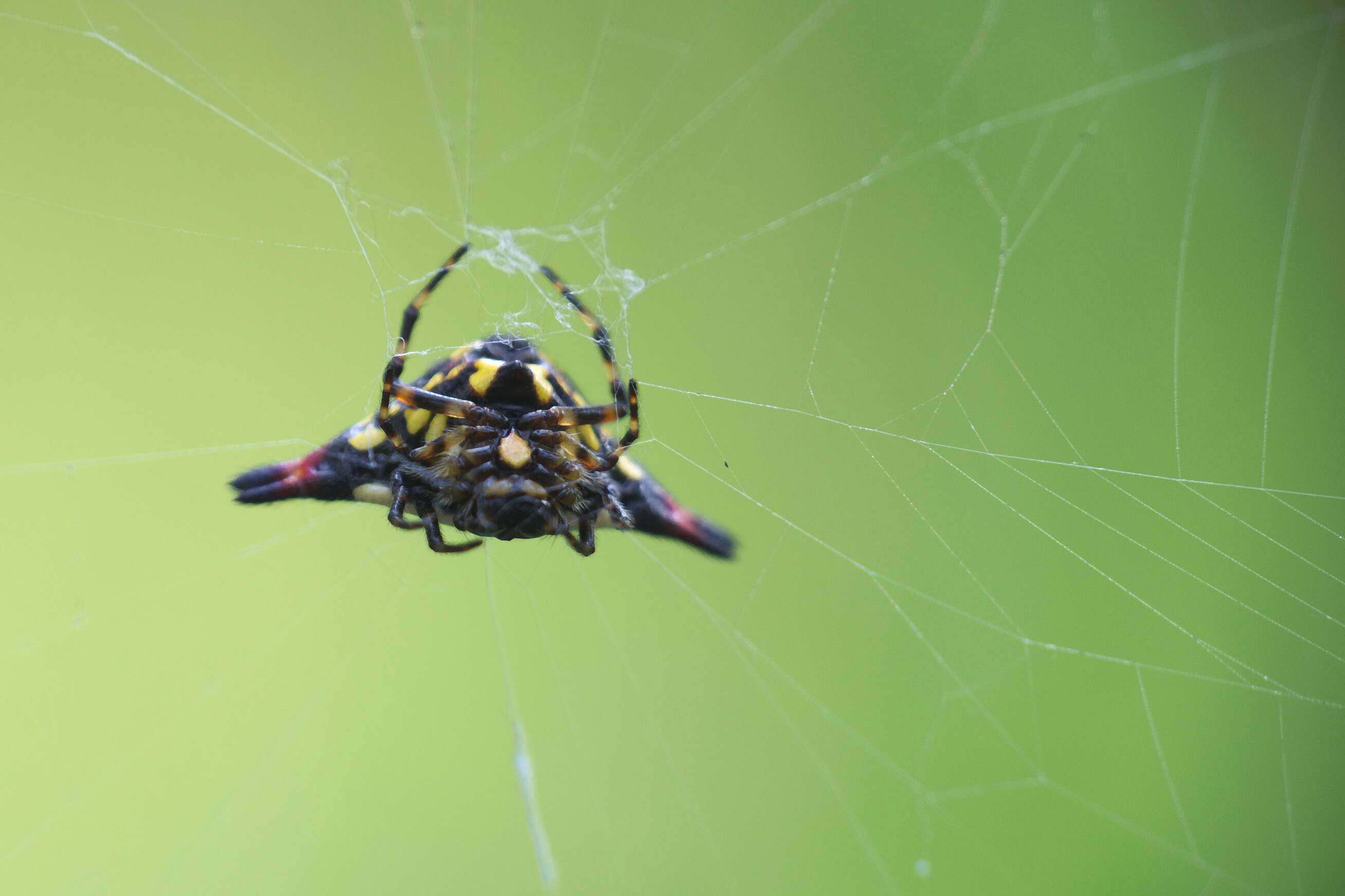 Image of Gasteracantha geminata (Fabricius 1798)